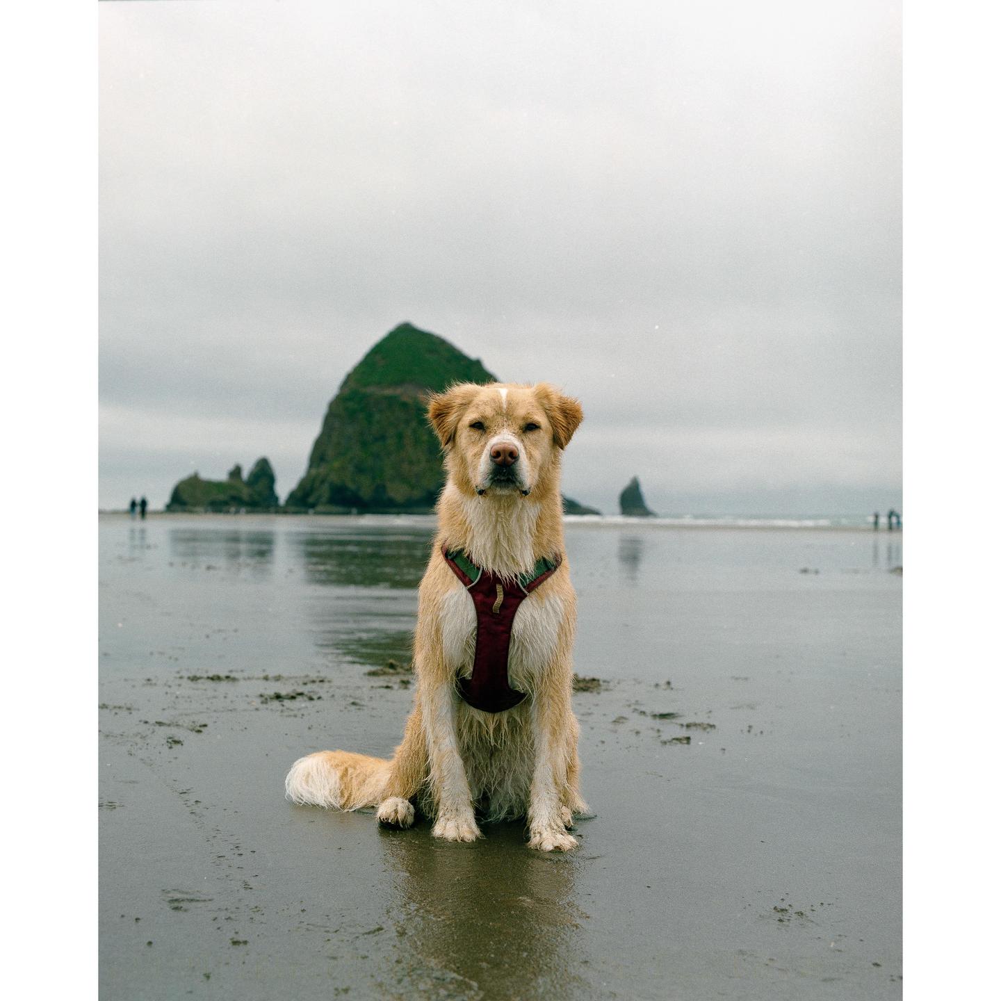 A golden retriever sits on a wet sandy beach with a large rock formation in the background.