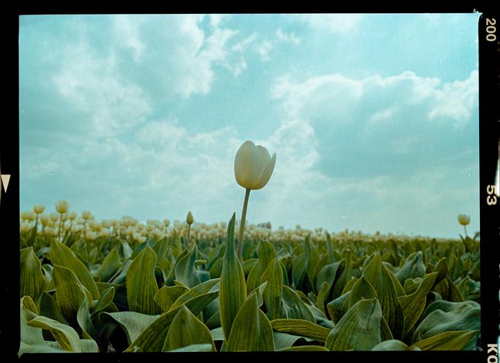A single white tulip stands tall in a field of green leaves and other tulips under a cloudy sky.