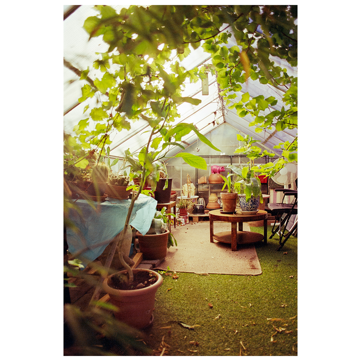 A greenhouse is filled with various potted plants, a small wooden table, and a light blue tarp covering a surface, all under a translucent roof with green foliage hanging down.