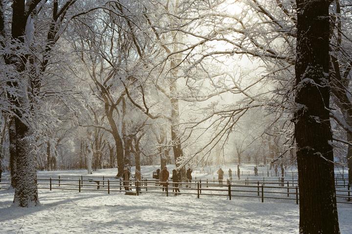 A snowy park with many trees and people standing behind a fence.