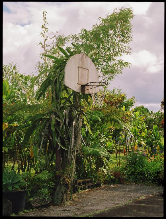 A basketball hoop is surrounded by lush tropical foliage under a cloudy sky.