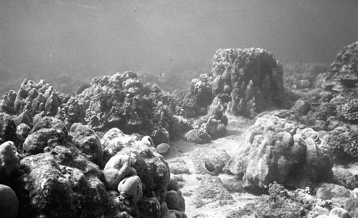 Two fish swim among coral and rocks on the ocean floor.