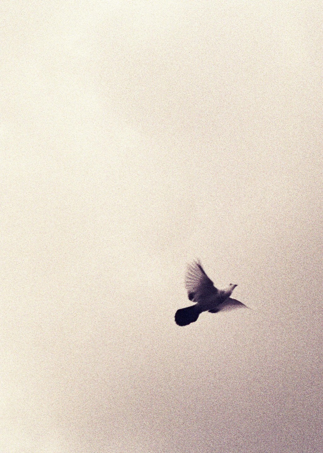 A bird with outstretched wings flies against a light, textured sky.