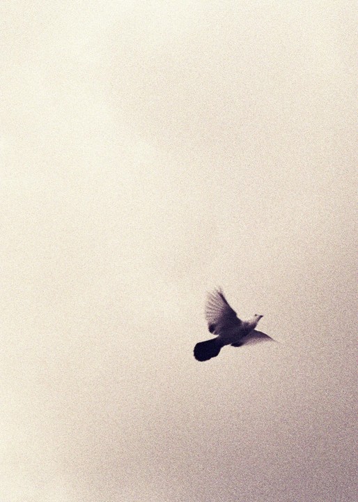 A bird with outstretched wings flies against a light, textured sky.