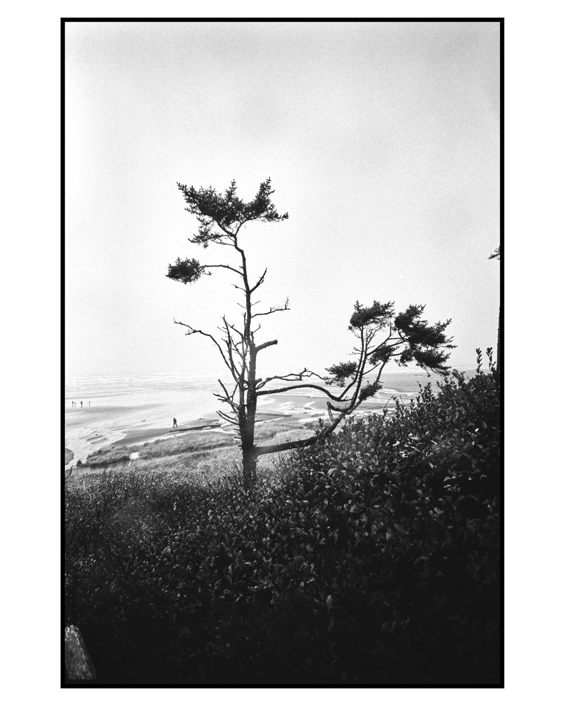 A lone tree stands on a hill overlooking a beach with people in the distance.