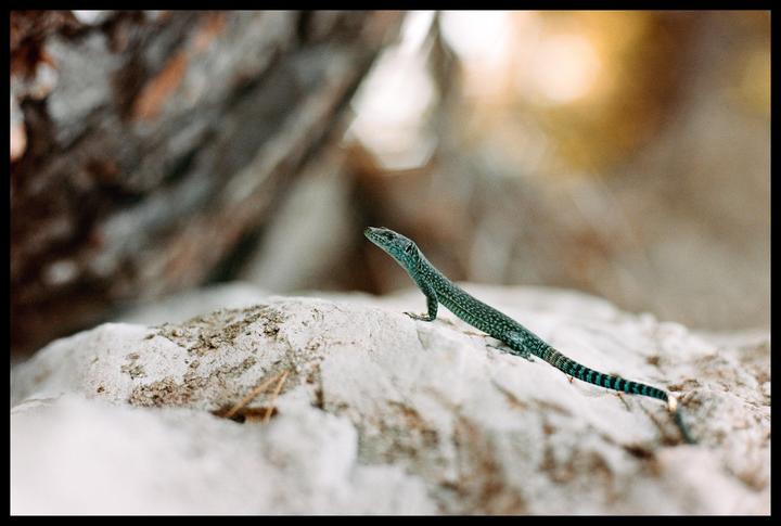 A small lizard with a striped tail is perched on a light-colored rock.
