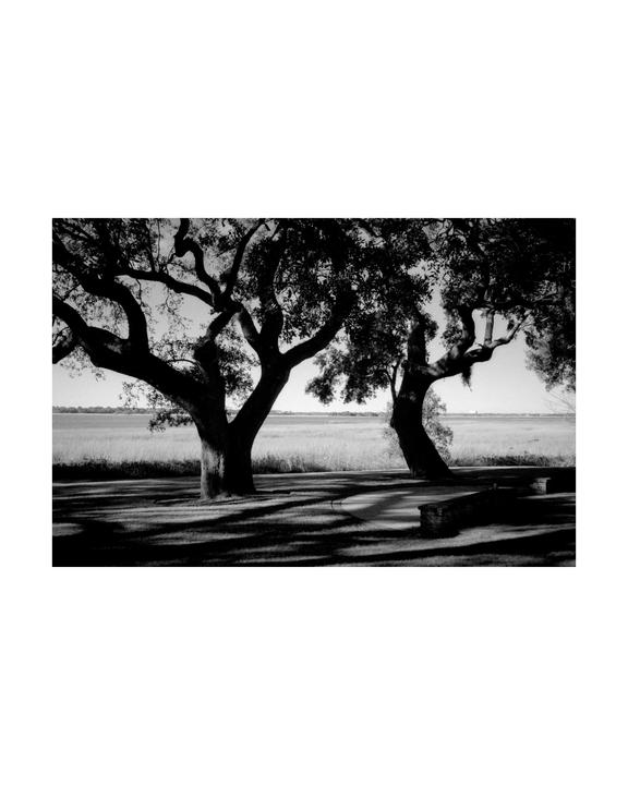Two large trees cast long shadows across a grassy field with a distant horizon.