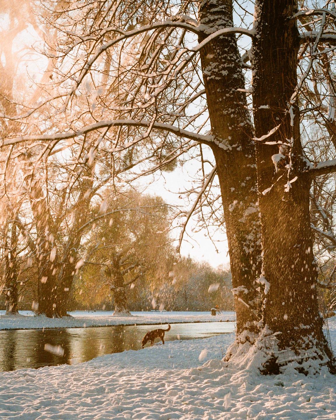 A dog drinks from a river in a snowy landscape with trees and falling snow.