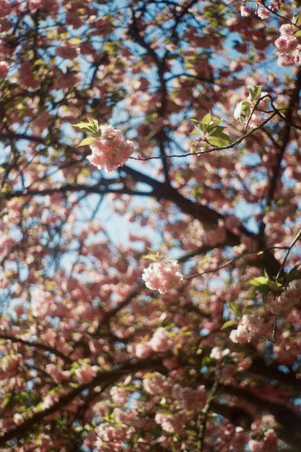 Pink blossoms on a tree branch are in focus against a blurred background of more blossoms and a blue sky.