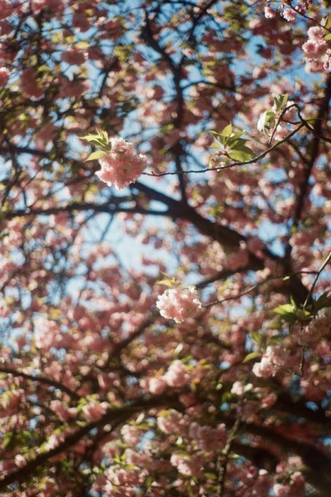 Pink blossoms on a tree branch are in focus against a blurred background of more blossoms and a blue sky.