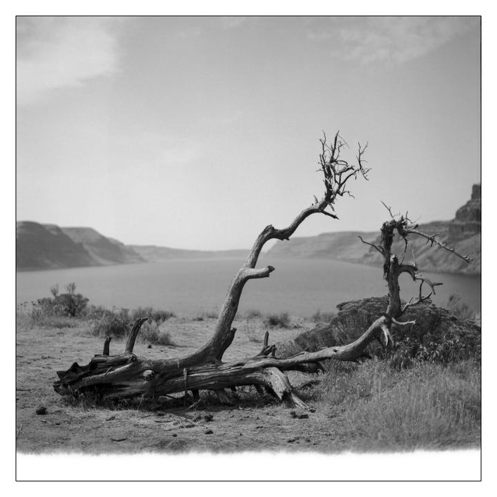 A fallen tree trunk and a small dead tree are on a grassy hill overlooking a lake with mountains in the distance.