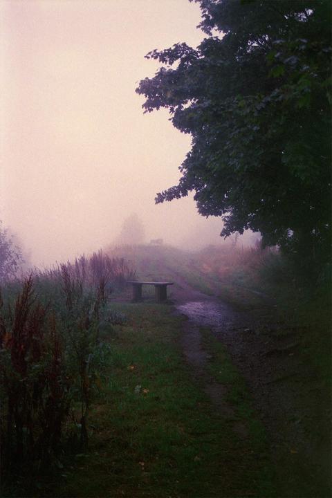 A path leads through a foggy landscape with a bench visible in the distance and a tree branch in the foreground.