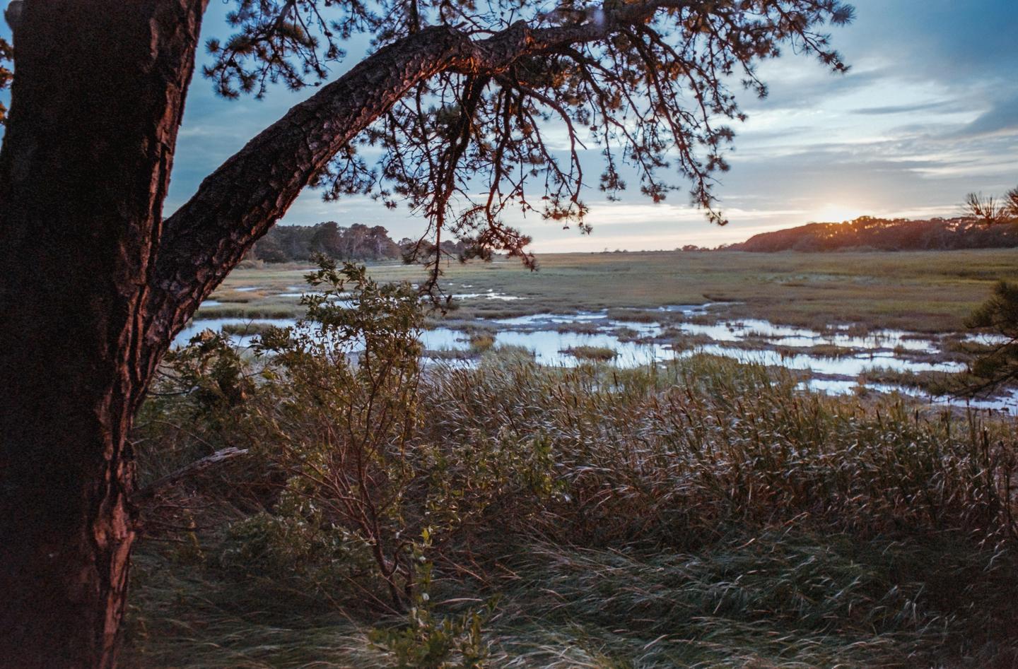 A tree branch hangs over a marsh with water reflecting the sky at sunset.