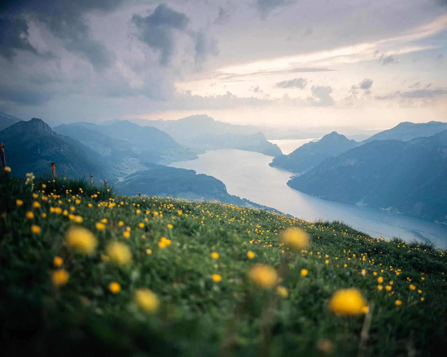 A hillside covered in yellow flowers overlooks a lake surrounded by mountains under a cloudy sky.
