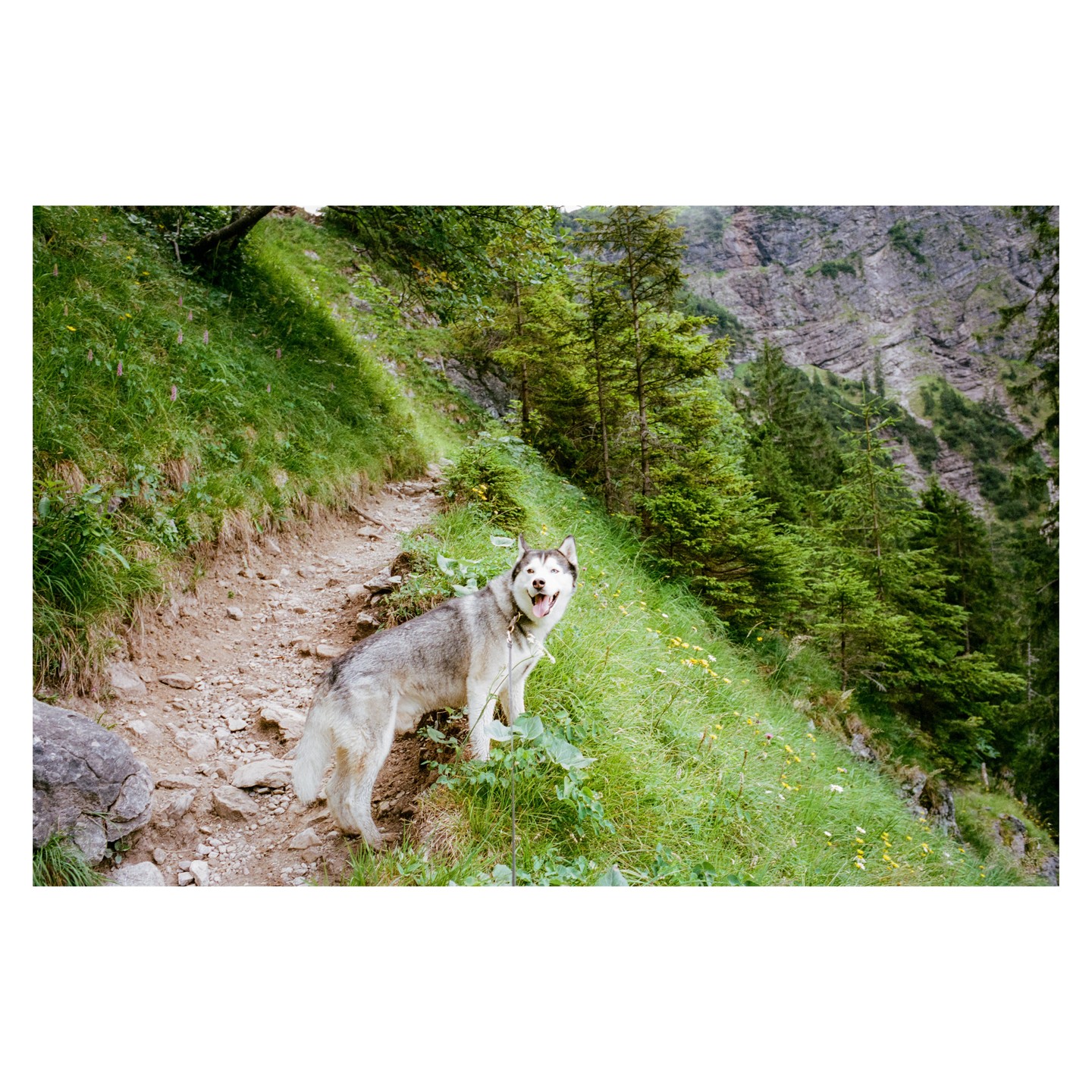 A husky stands on a dirt path on a grassy mountain slope with trees and rocky cliffs in the background.