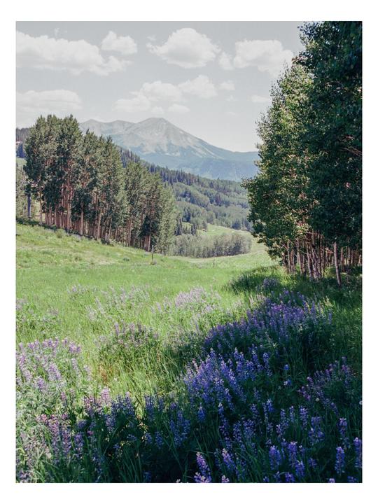 A field of purple wildflowers and green grass leads to a forest and mountains under a cloudy sky.