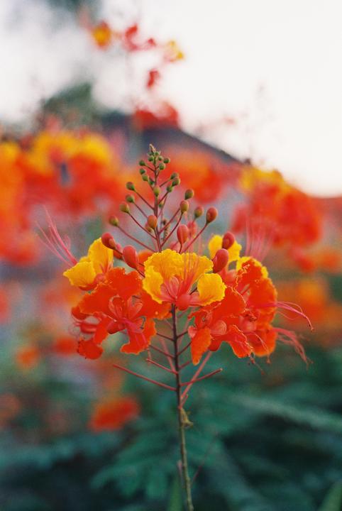 A close-up shot shows a cluster of orange and yellow flowers with green buds on a single stem.