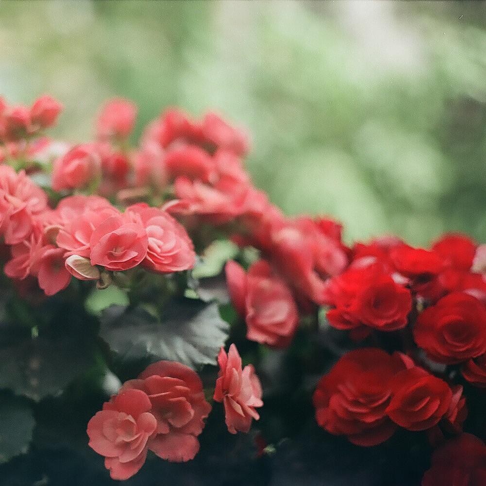 A cluster of red and pink begonia flowers with dark green leaves is shown in soft focus.