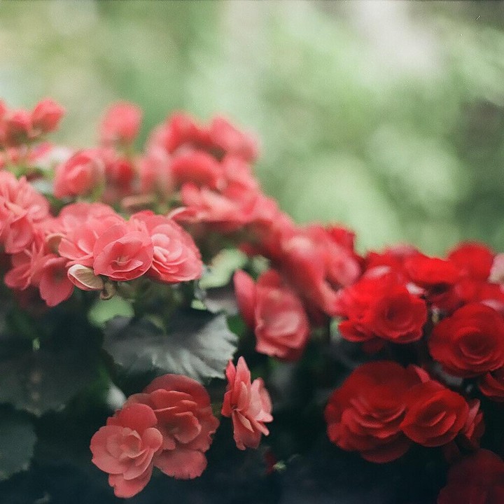 A cluster of red and pink begonia flowers with dark green leaves is shown in soft focus.