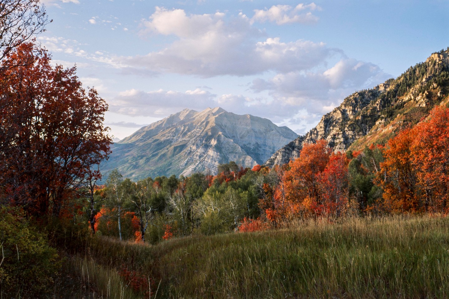 A mountain range is visible behind a field of tall grass and trees with autumn foliage.