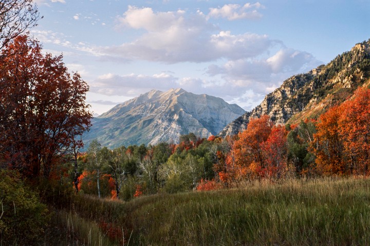 A mountain range is visible behind a field of tall grass and trees with autumn foliage.