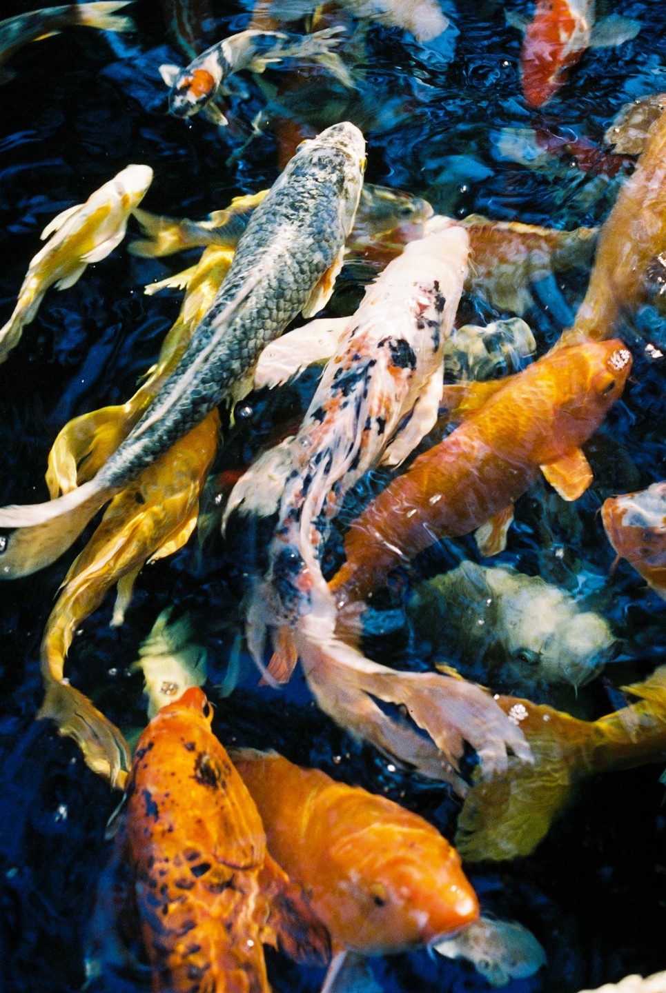 A group of koi fish swim in dark blue water.