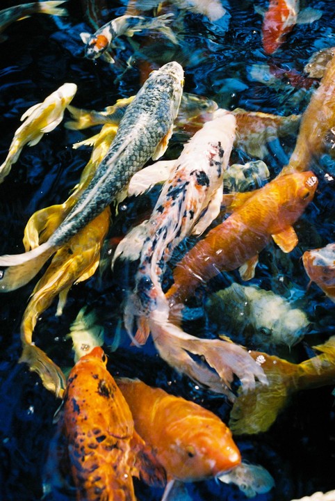 A group of koi fish swim in dark blue water.