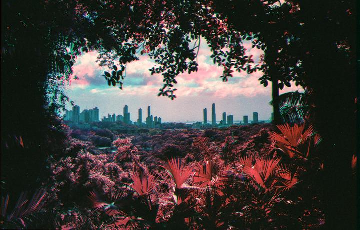 A city skyline is visible in the distance beyond a dense forest of red and purple foliage.
