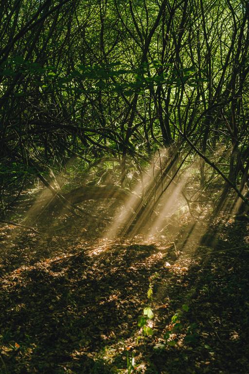 Sunlight streams through the dense canopy of a forest, illuminating the leaf-covered ground.