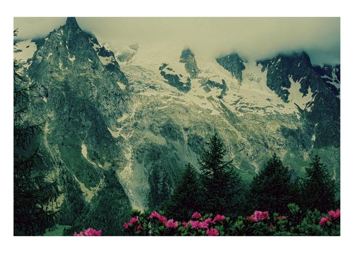 Pink flowers and evergreen trees are in the foreground of a mountain range with snow-capped peaks and clouds.