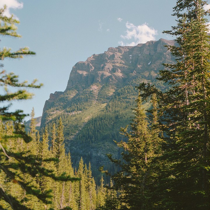A mountain covered in trees rises under a blue sky, framed by pine trees in the foreground.
