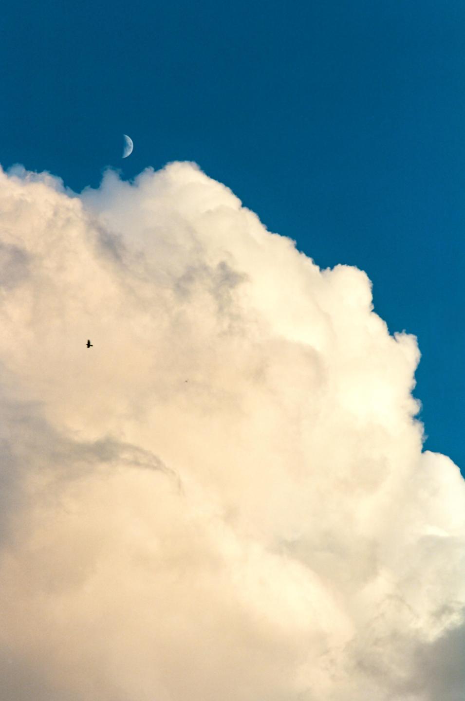 A crescent moon is visible in a blue sky above a large cloud with a bird flying near it.