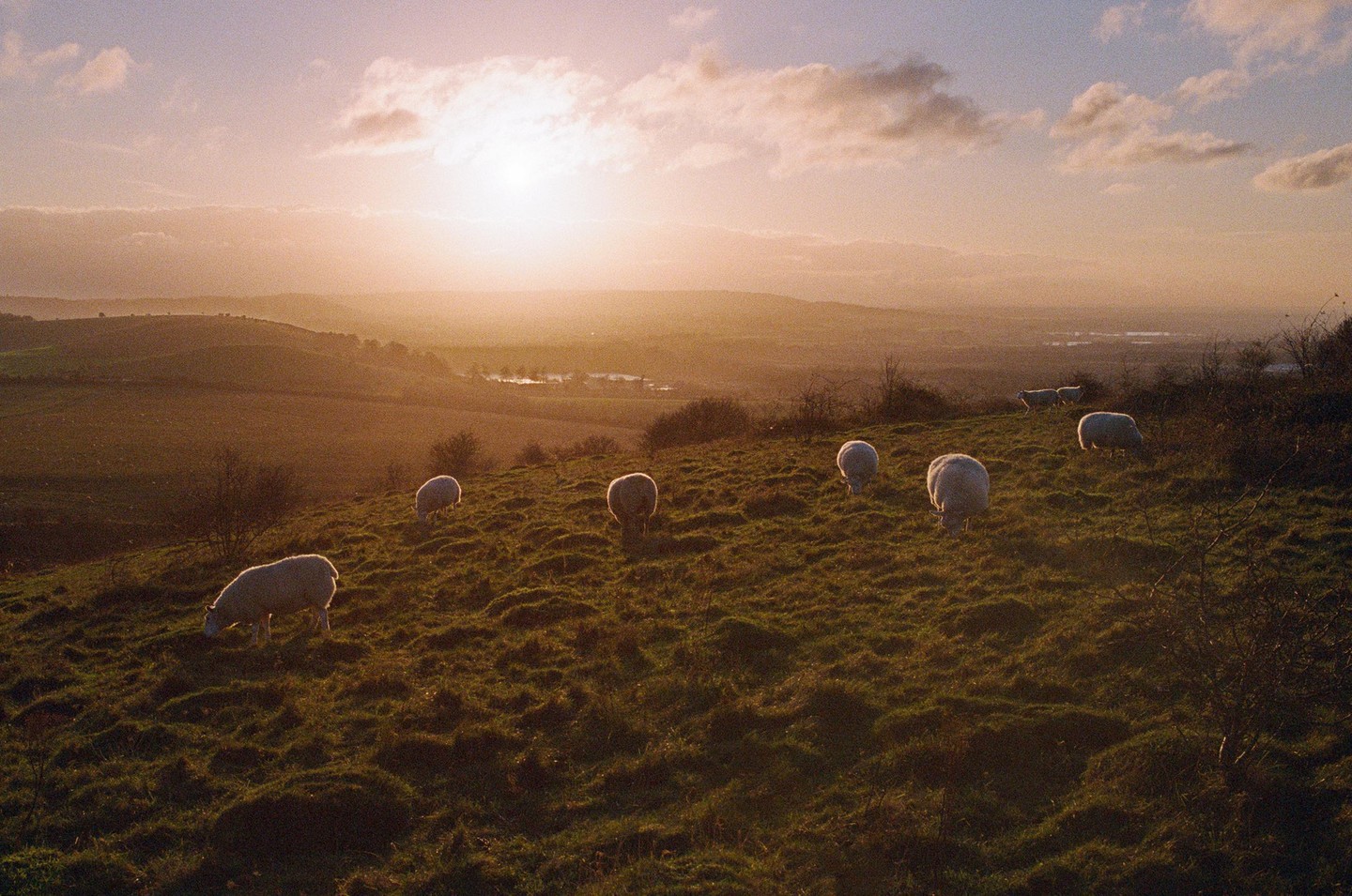 Several sheep graze on a grassy hillside overlooking a valley at sunset.
