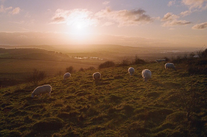 Several sheep graze on a grassy hillside overlooking a valley at sunset.