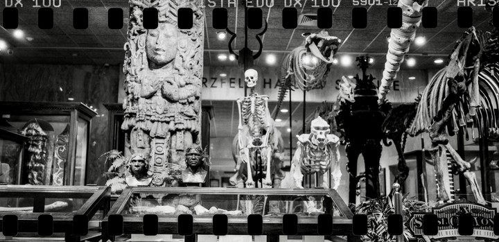 A black and white photo shows a museum exhibit with skeletons, busts, and a large carved pillar.
