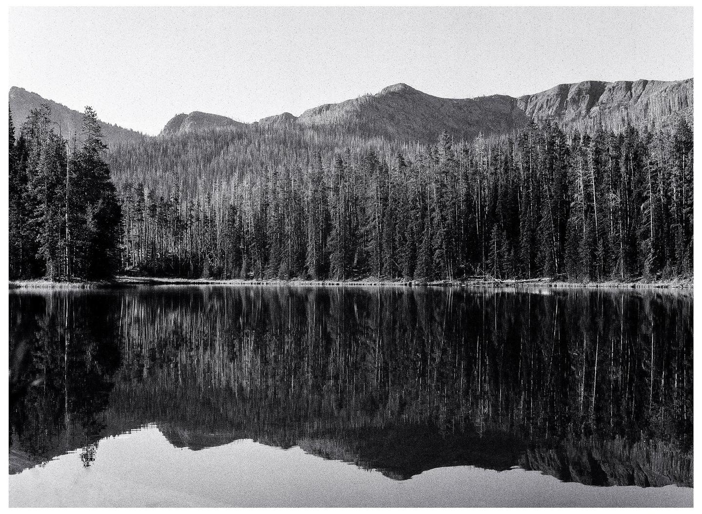 A forest of tall, thin trees stands behind a body of water, reflecting the trees and mountains in the distance.