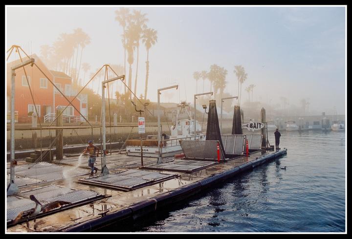 A man hoses down a dock with boats and palm trees in the background on a hazy day.