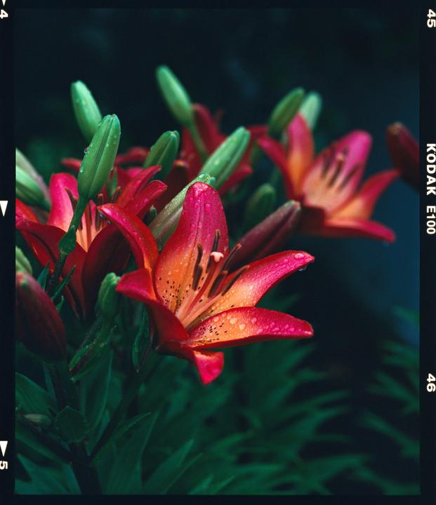 A cluster of red and orange lilies with water droplets on their petals and several green buds are shown in a close-up shot.