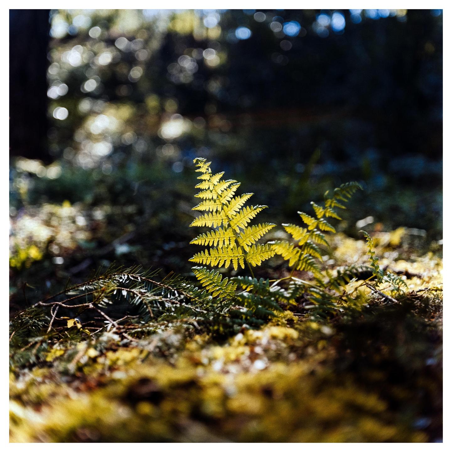 A bright green fern is illuminated by sunlight in a forest.