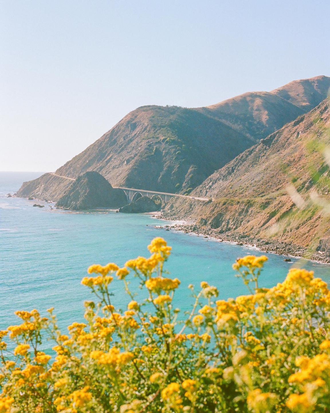 Yellow flowers are in the foreground of a coastal landscape with a bridge over a bay.