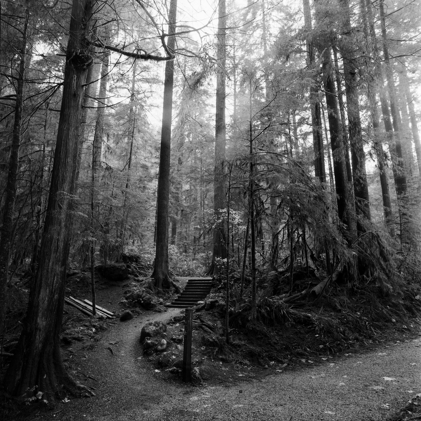 A path through a forest splits, with one fork leading to a set of stairs and the other continuing into the trees.
