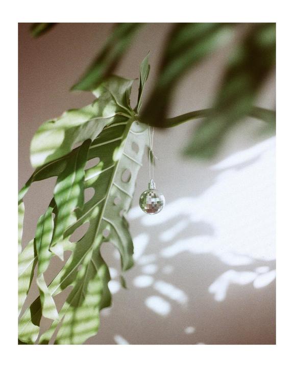 A small disco ball hangs from a large green plant, casting shadows on a wall.