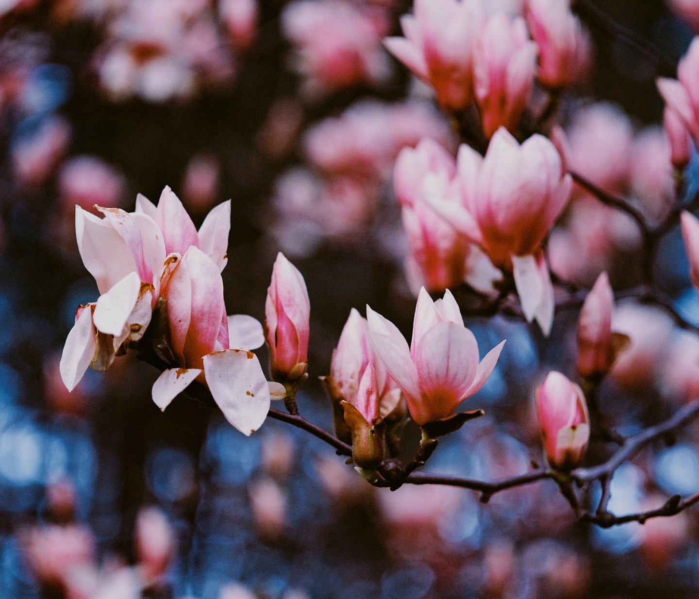 Pink magnolia blossoms and buds are visible on a branch against a dark, out-of-focus background.