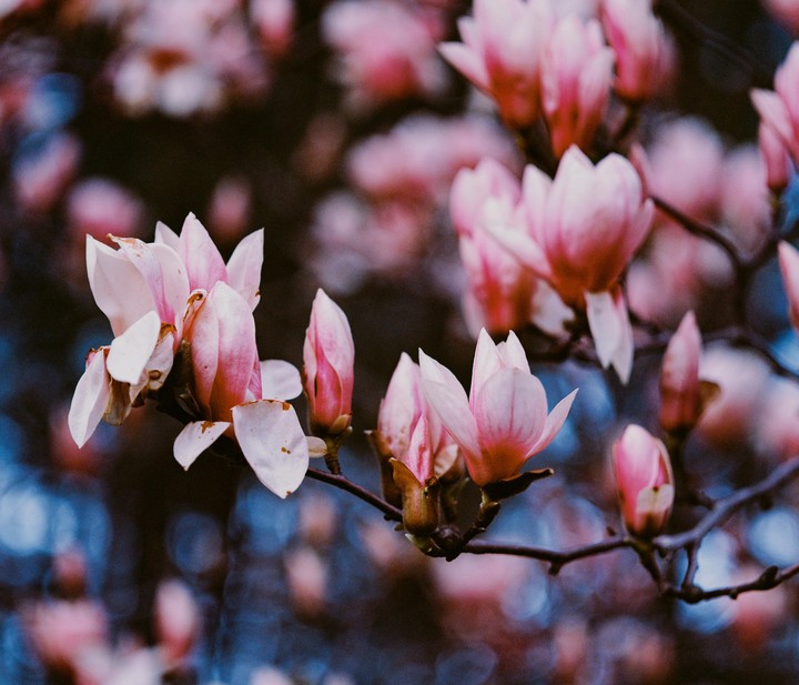 Pink magnolia blossoms and buds are visible on a branch against a dark, out-of-focus background.