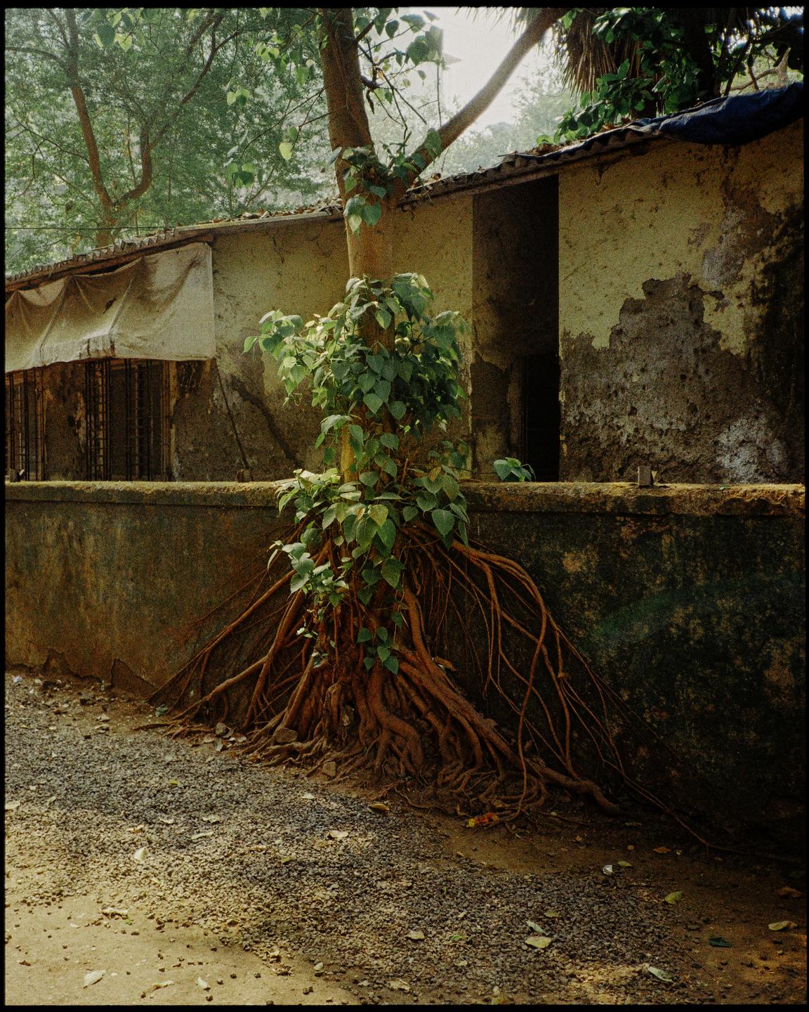 A tree with large roots growing over a wall next to a building with a tarp covering a window.