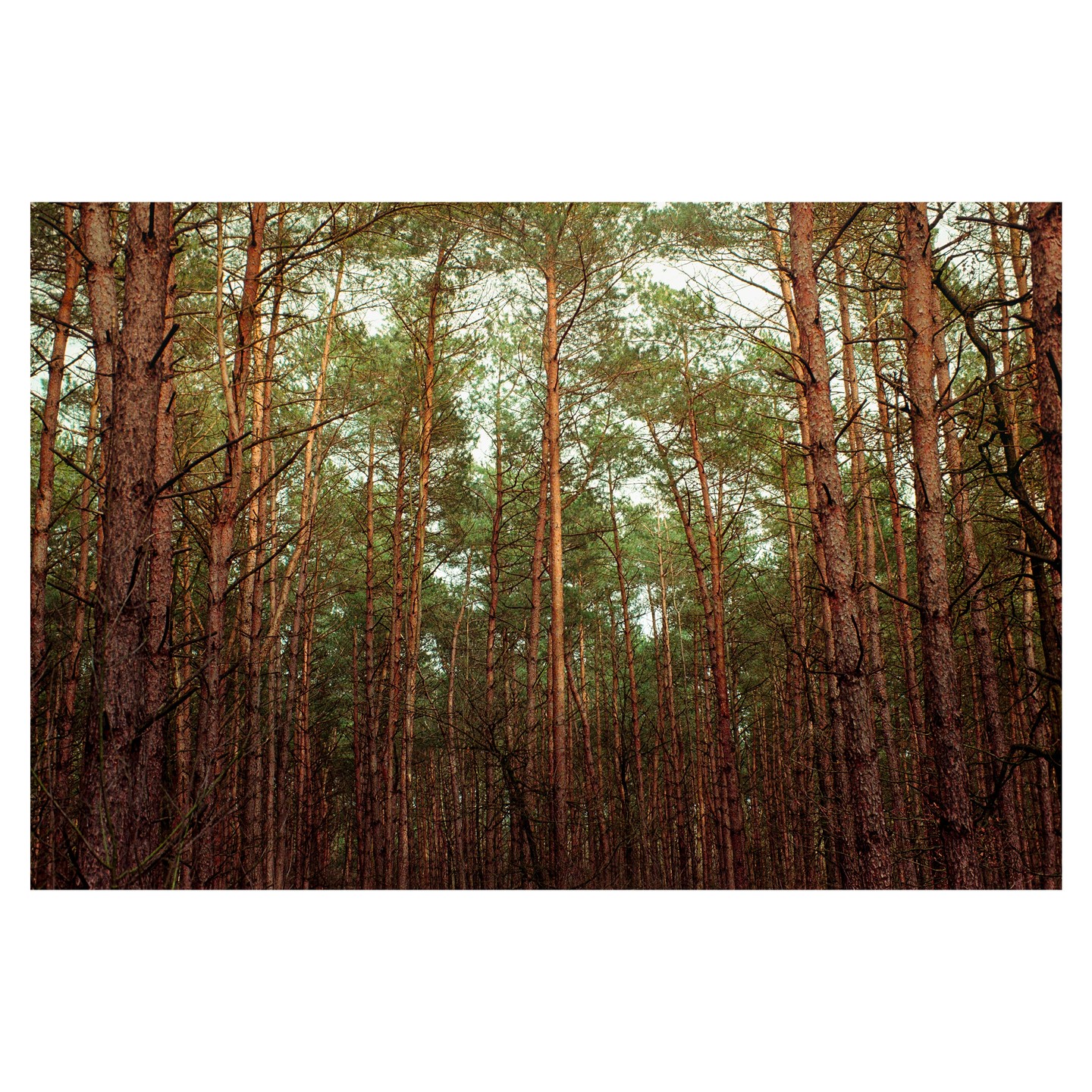 A dense forest of tall pine trees fills the frame, with their green needles visible against a bright sky.