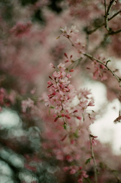 A cluster of pink blossoms hangs from a branch, with more blossoms blurred in the background.
