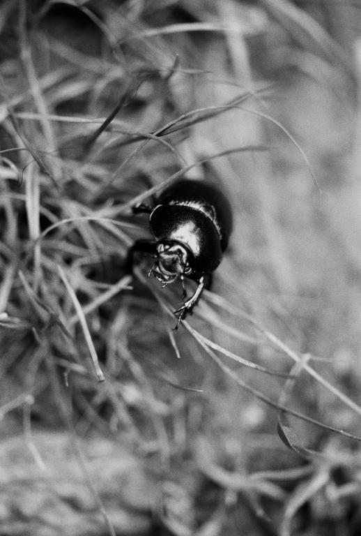A beetle is crawling through tall grass.