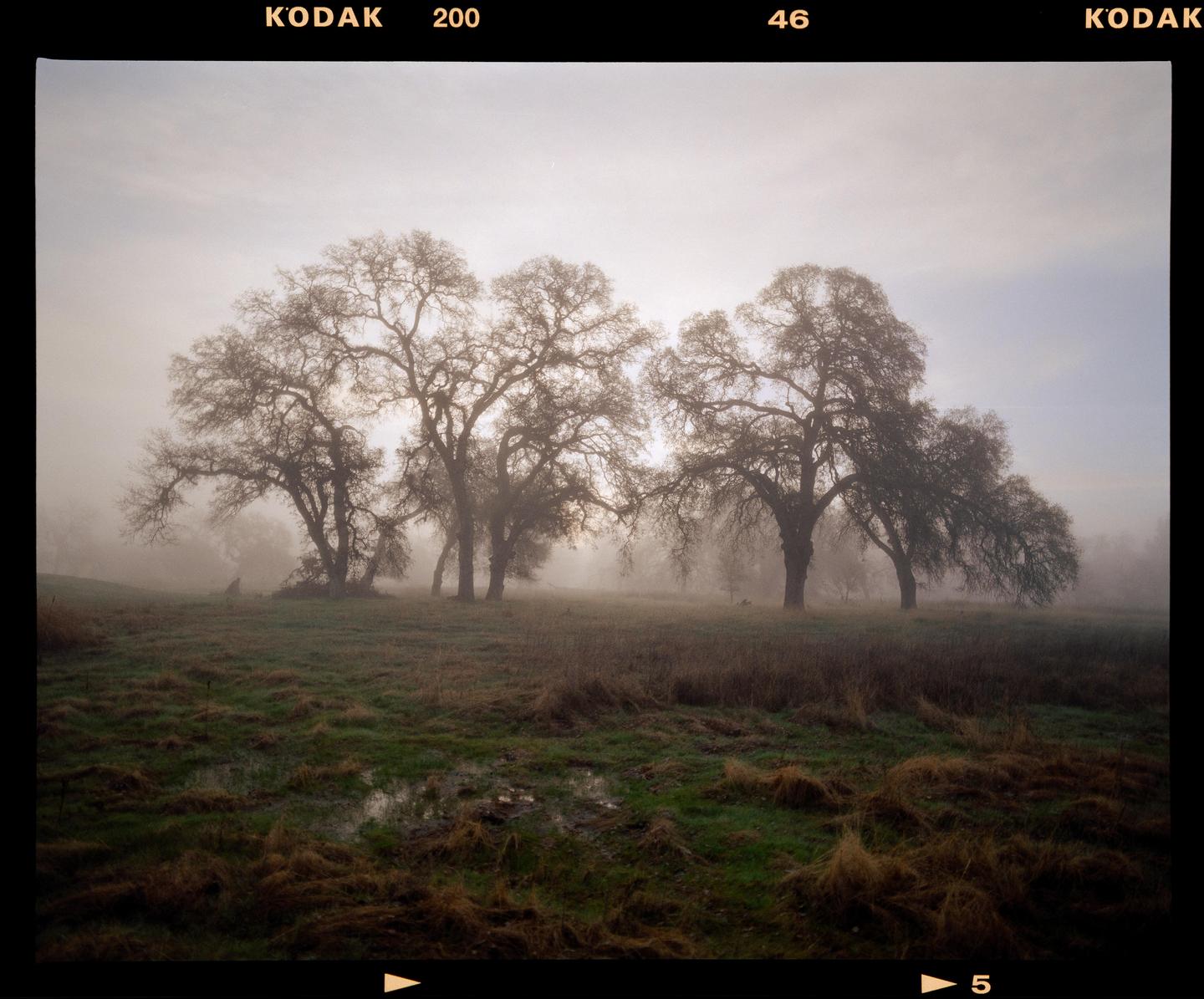 Several large, bare trees stand in a field covered in green and brown grass, with a hazy sky in the background.