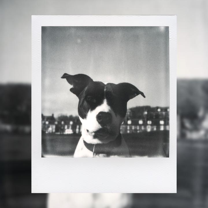 A black and white dog with floppy ears and a white chest looks directly at the viewer.